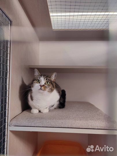 Гостиница для кошек Передержка кошек