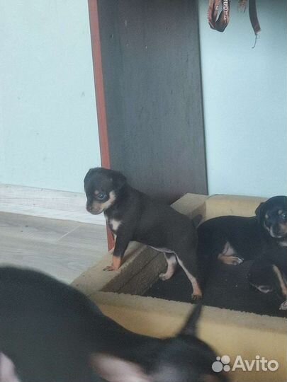 Щенки русский той-терьер