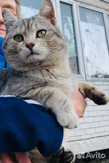 Кот в добрые руки