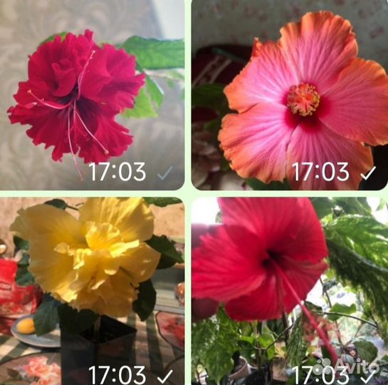 Сортовые гибискусы