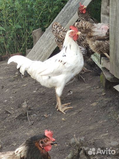 Молодые петухи