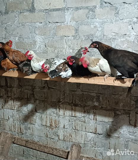 Карликовые куры. Голуби бакинцы, якобинцы