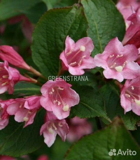 Вейгела Bouquet Rose