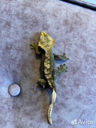 Реснитчатый бананоед