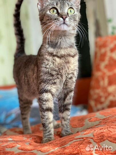 Котенок в добрые руки