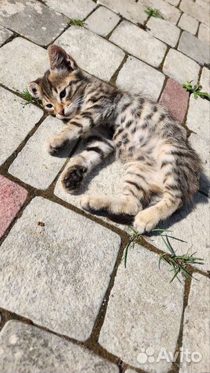 Котик в добрые руки