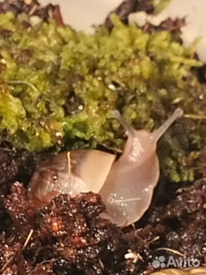 Улитки ахатин