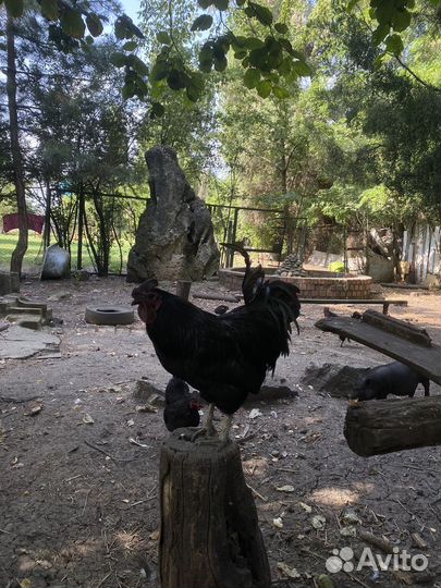 Куры петухи черные