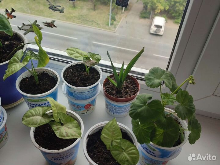 Сингониум Конфетти