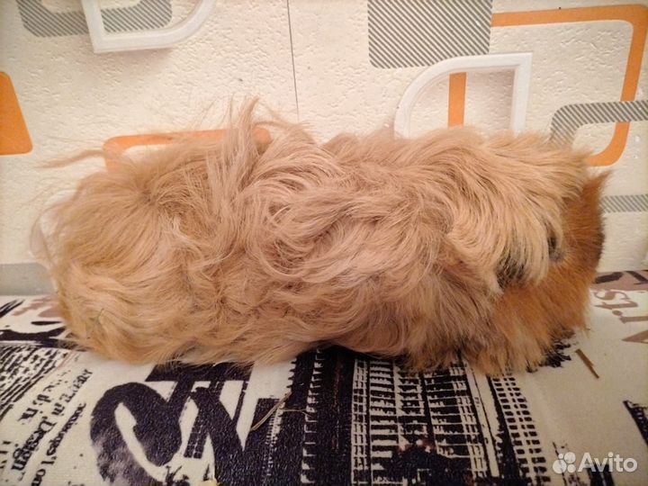 Морская свинка Лункария