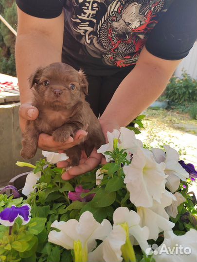 Щенки чихуахуа длинношерстные