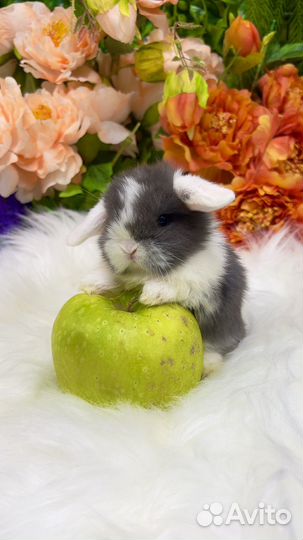 Белоухий кролик Минилои