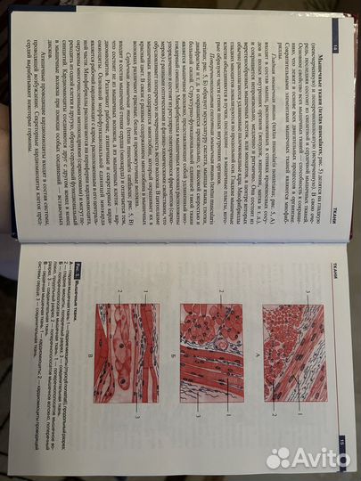 Атлас анатомии человека Р.П.Самусев