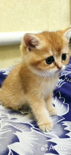 Котята золотой британской