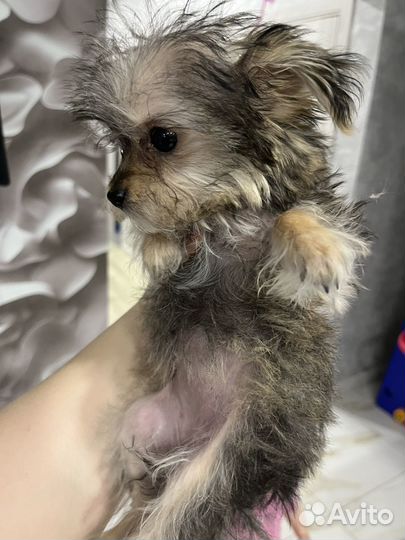 Йоркширский терьер