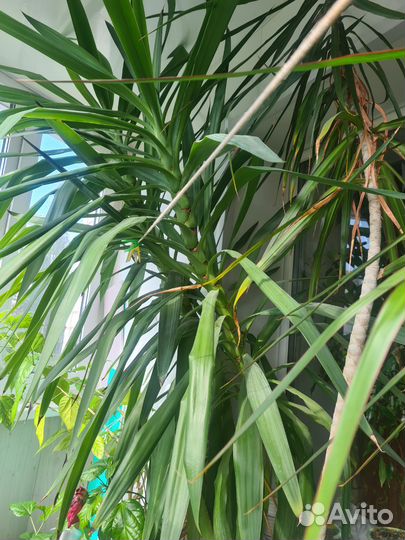 Пальма юкка