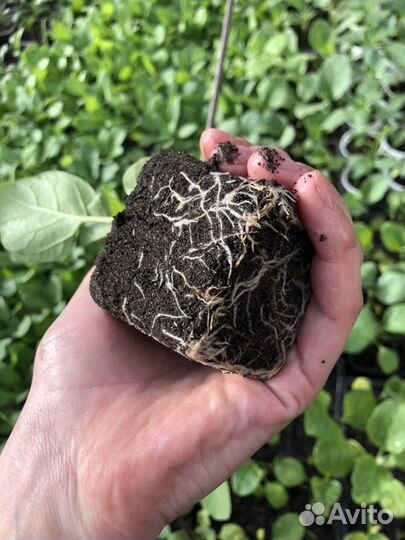 Рассада баклажанов