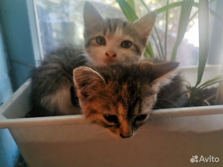 Котята в добрые руки мальчик девочка