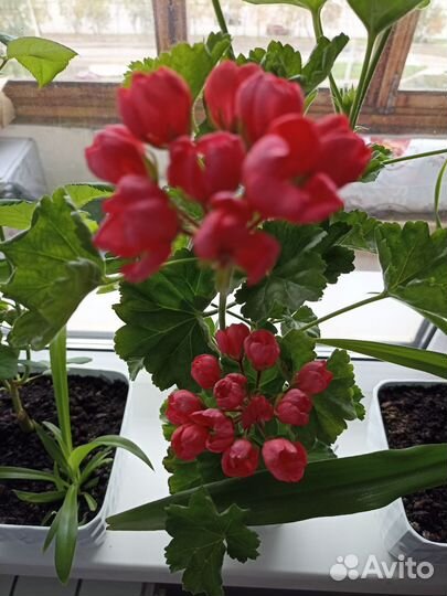 Герань тюльпановидная