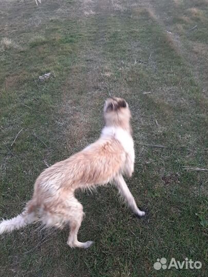 Русская псовая борзая