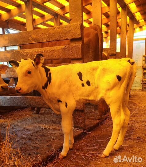 Коровы, Телка