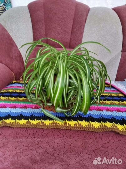 Хамедорея и комнатные цветы