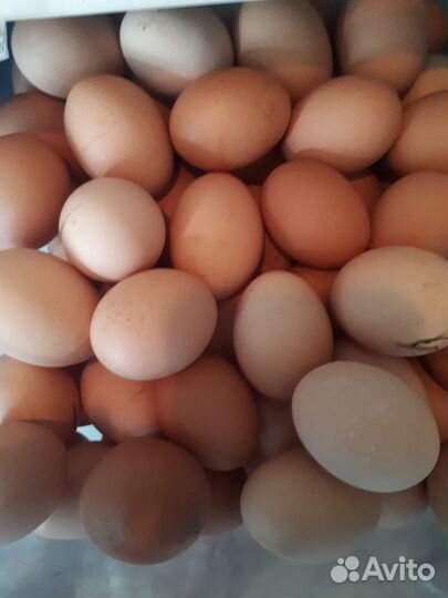 Домашние куриные яйца
