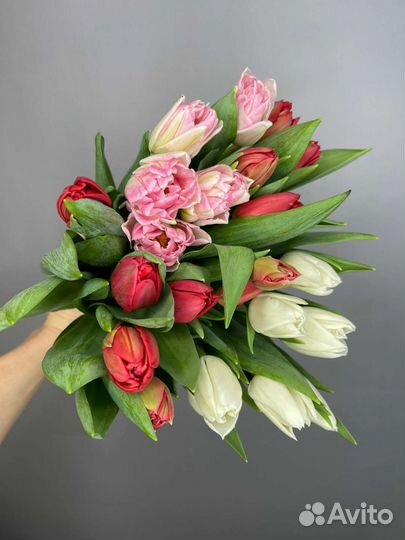 Рассада луковицы Ярославль цветочная ферма