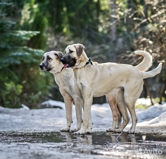 Турецкий кангал в дар