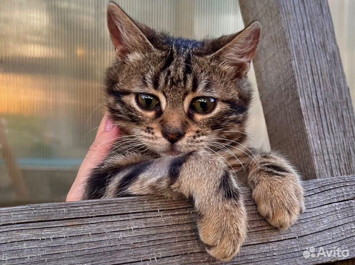 Котенок девочка Лиза (2 мес)