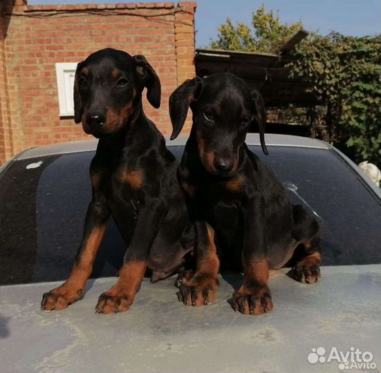 Щенки добермана