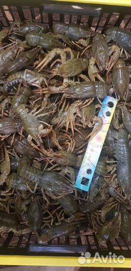 Живые раки. В наличии и предзаказ. Сотрудничество