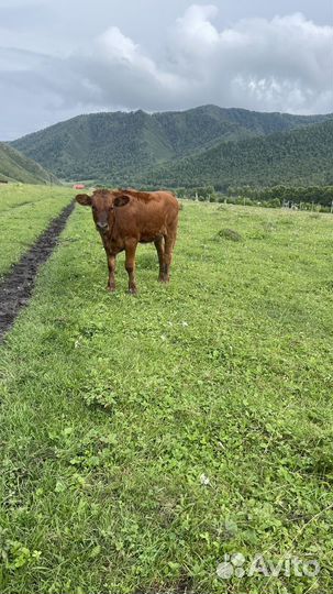Джерсейская /абердин ангусская корова и телочка
