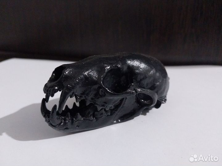 Интерьерный череп соболя (с изъяном)