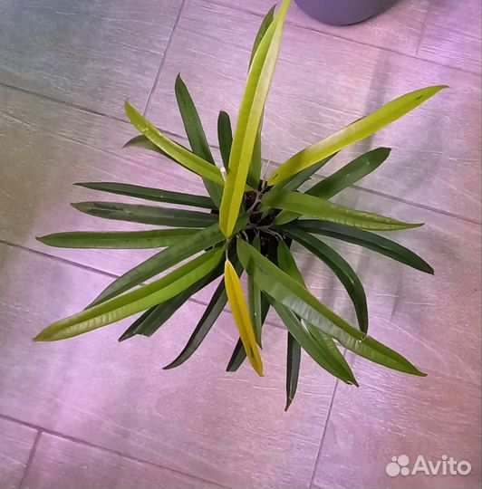 Фикусы али амстел голд, эластика робуста