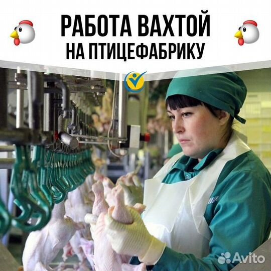 Ищу работу вахтовым методом на птицефабрике