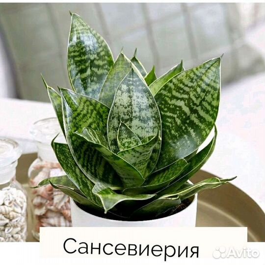 Щучий хвост