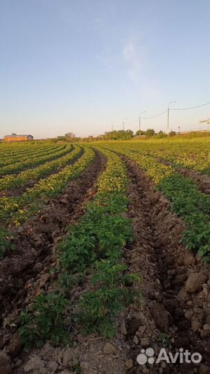 Продам картофель, Коломбо сорт