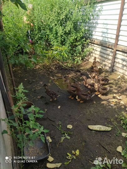 Утки подсадные для охоты