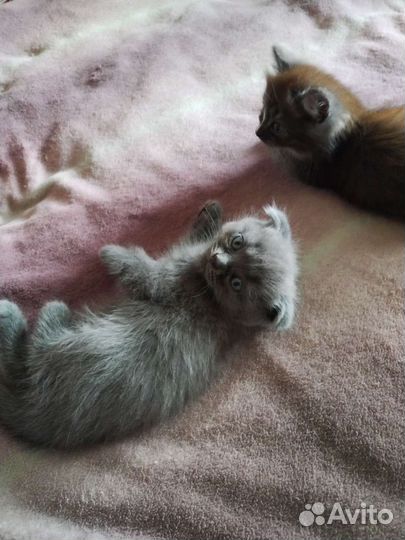 Котята