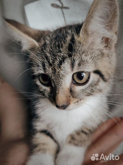 Котёнок девочка 2 месяца ручная