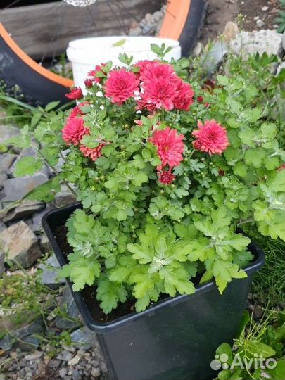 Хризантемы мультифлора