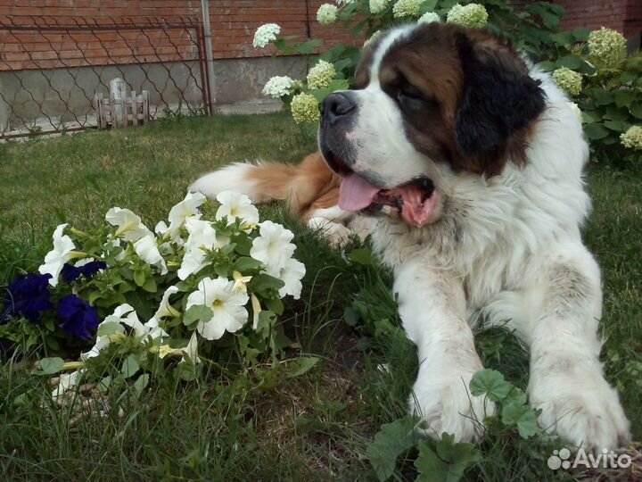 Собачья шерсть