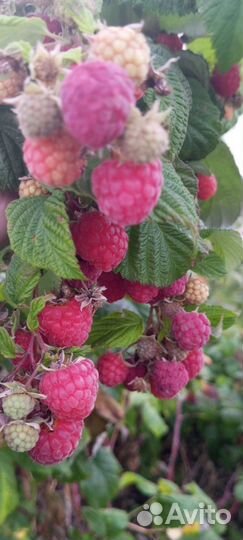 Малина ремонтантная