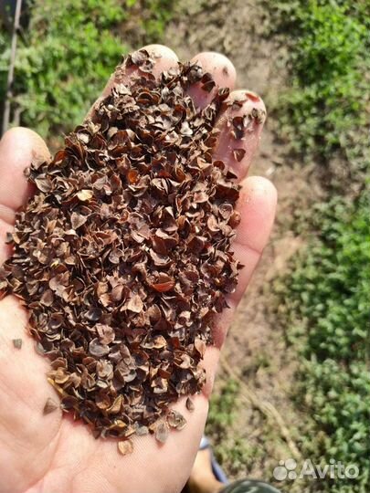 Шелуха гречихи(гречневая,гречки)