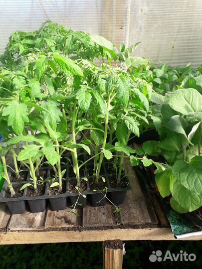 Распродажа рассады томатов