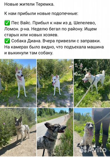 Собака в добрые руки