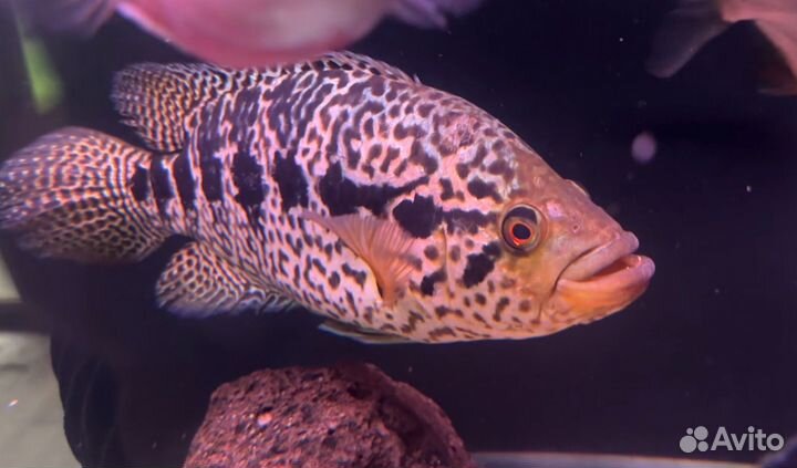 Манагуанская цихлазома