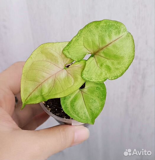 Сингониумы