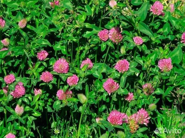 Семена красного клевера